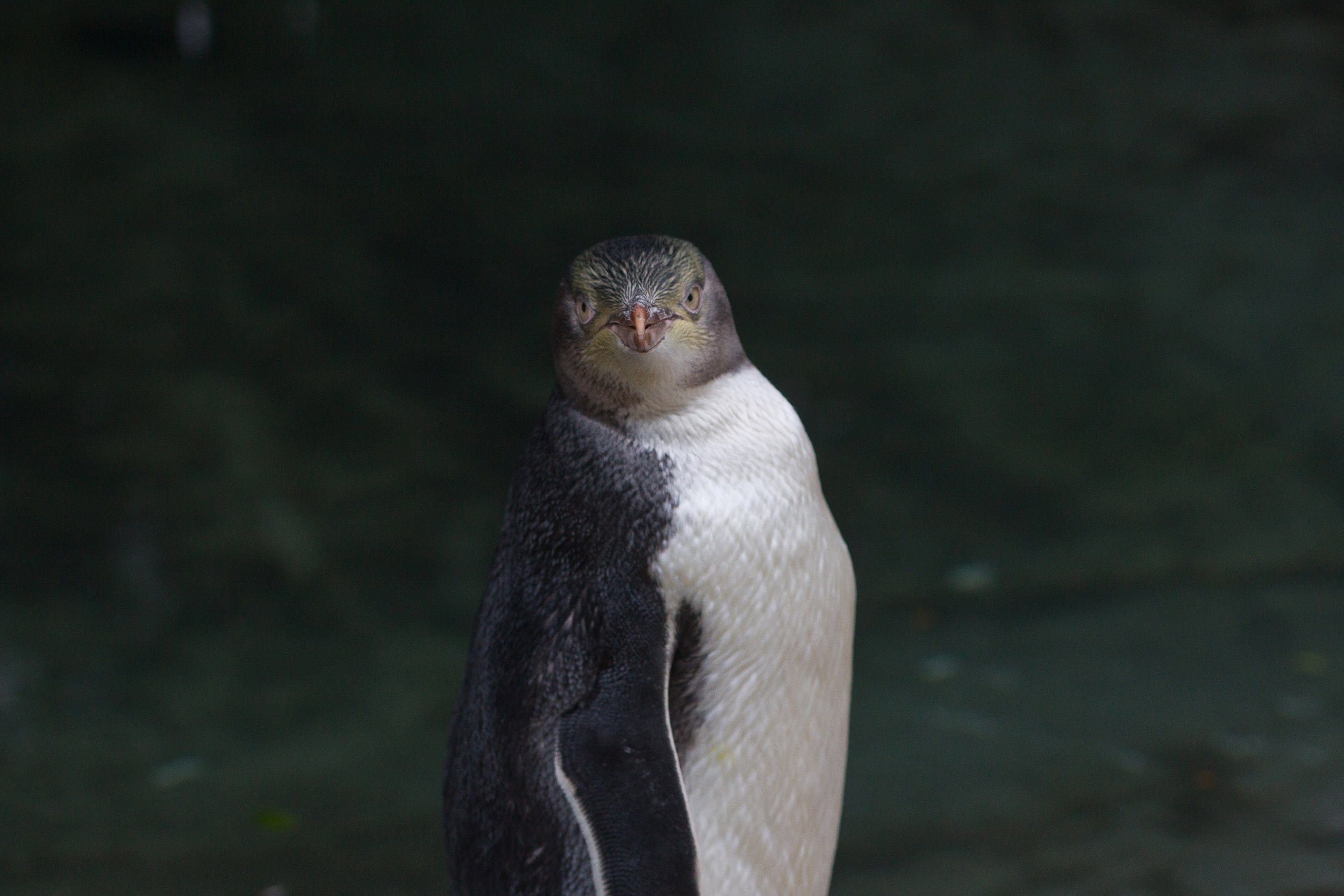 Where to See Penguins in New Zealand